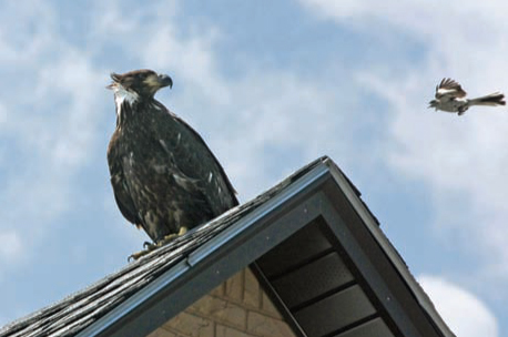 A bald eagle made a magnificent appearance last week in Point of Pines (above) and on Revere Beach (below). These stunning images were captured by RIce Avenue resident Jay Piazza, whose keen eye reminds us of an . . . eagle. A bald eagle made a magnificent appearance last week in Point of Pines (above) and on Revere Beach (below). These stunning images were captured by RIce Avenue resident Jay Piazza, whose keen eye reminds us of an . . . eagle.